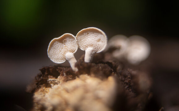hongos setas fungi naturaleza macro 