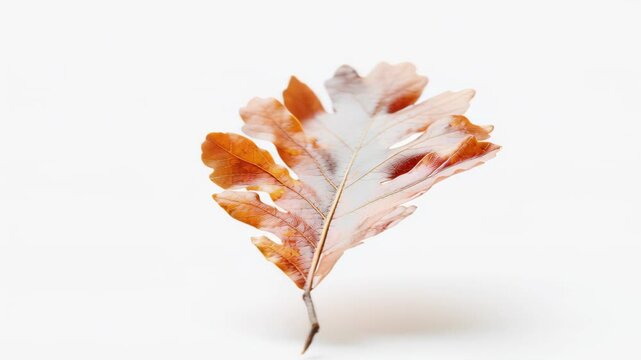Autumnal Oak Leaf: A close-up shot captures the delicate beauty of a single oak leaf. showcasing its intricate details and the warm colors of autumn.
