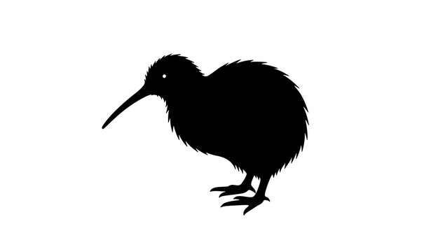 Kiwi bird vector silhouette with fluffy body and long beak for wildlife illustrations