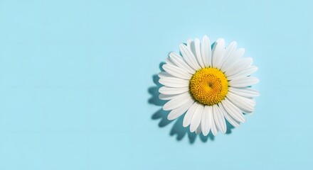 Obraz premium beautiful white daisy flower on light blue background