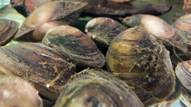 Viele Teichmuscheln auf einem Haufen.