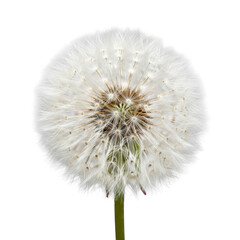 Fototapeta premium ultra high definition, direct top-down view of a pristine, spherical white dandelion clock and green stem, isolated on a clean transparent background, concept of perfection nature and microcosm