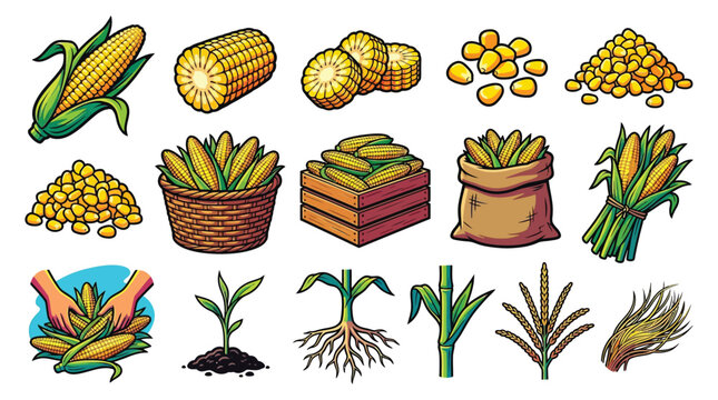 A vibrant collection of illustrations showcasing various stages and forms of corn, from fresh ears and kernels to seedlings and harvested crops.