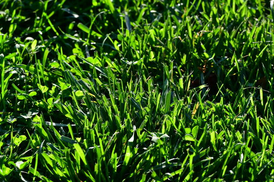 Green Grass
