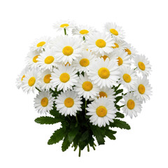 Obraz premium ultra photorealistic top-down flat lay of fresh white daisies, yellow centers, and dark green leaves, isolated on a light neutral grey background, concept of purity and natural elegance
