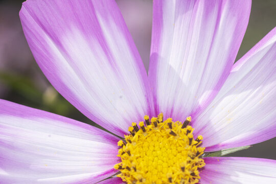 Cosmos flower gead , in the garden