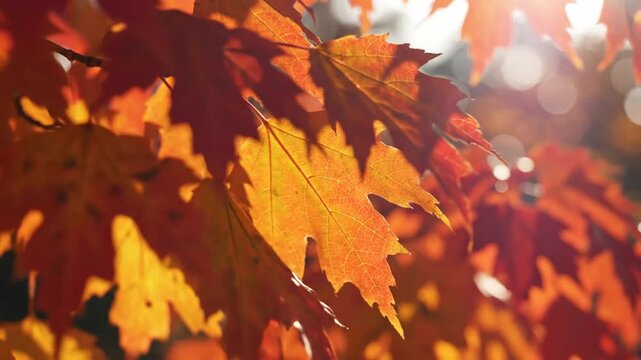 Vibrant orange maple leaves backlit by sunlight in autumn forest