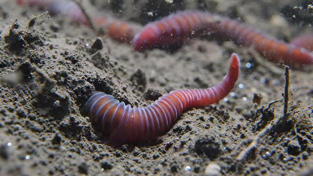 Closeup of Earthworms in Soil Macro View of Segmented Bodies.