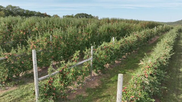 Rows of Growing Apple Trees