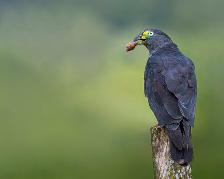 Portrait of a hook billed kite holding a snail in its beak, showing feeding behavior in a natural environment with blurred background. Detailed wildlife image highlighting specialized diet and predato