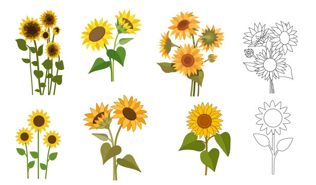 Sunflower botanical sets. Vector illustration