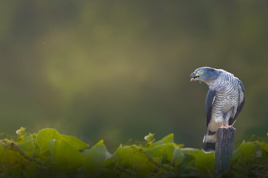 Hook billed kite bird of prey perched on post with blurred background