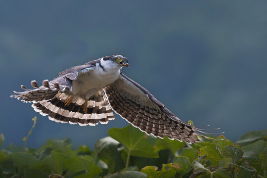 Hook billed kite in flight with wings spread over blurred natural background
