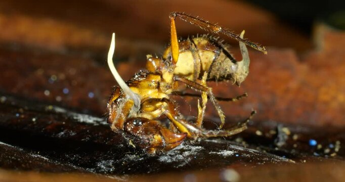 A Cordyceps fungus infecting a small ant. The fungus has consumed the ant and the stem of a fruiting body is growing upwards. Eventually this will produce spores to infect other ants