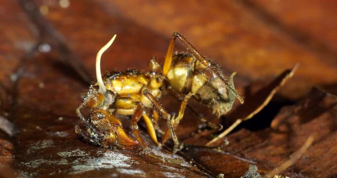 A Cordyceps fungus infecting a small ant. The fungus has consumed the ant and the stem of a fruiting body is growing upwards. Eventually this will produce spores to infect other ants
