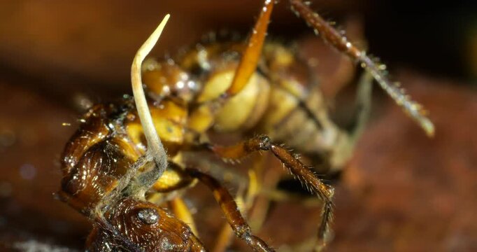 A Cordyceps fungus infecting a small ant. The fungus has consumed the ant and the stem of a fruiting body is growing upwards. Eventually this will produce spores to infect other ants