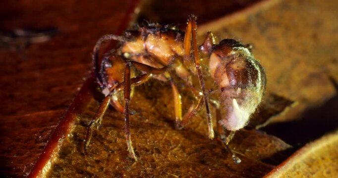 A Cordyceps fungus infecting a small ant. The fungus has consumed the ant and the stem of a fruiting body is growing upwards. Eventually this will produce spores to infect other ants