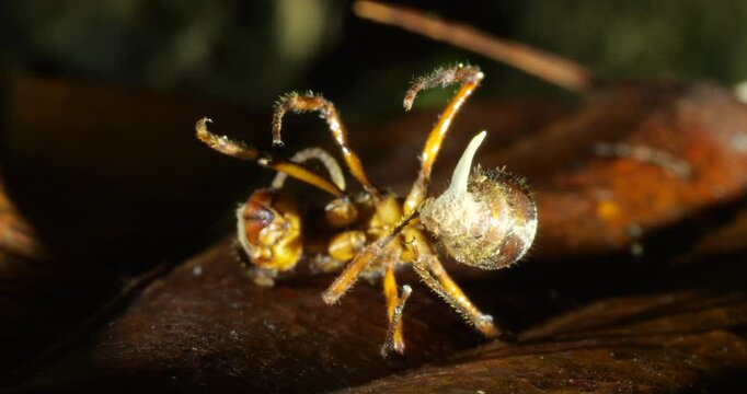 A Cordyceps fungus infecting a small ant. The fungus has consumed the ant and the stem of a fruiting body is growing upwards. Eventually this will produce spores to infect other ants