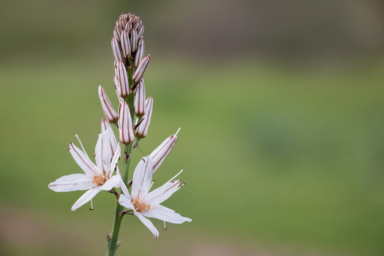 Branched asphodel (Asphodelus ramosus) in bloom with pale white star shaped flowers and pink striped buds, wild Mediterranean plant in natural habitat, macro close up on soft green blurred background.