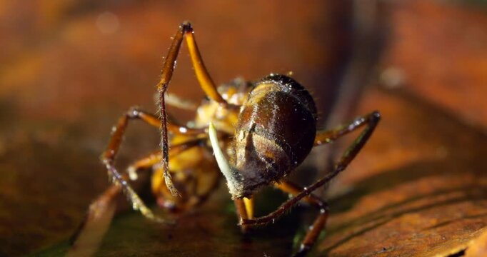 A Cordyceps fungus infecting a small ant. The fungus has consumed the ant and the stem of a fruiting body is growing upwards. Eventually this will produce spores to infect other ants