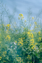 Fototapeta premium Close-up of the spring rape flowers