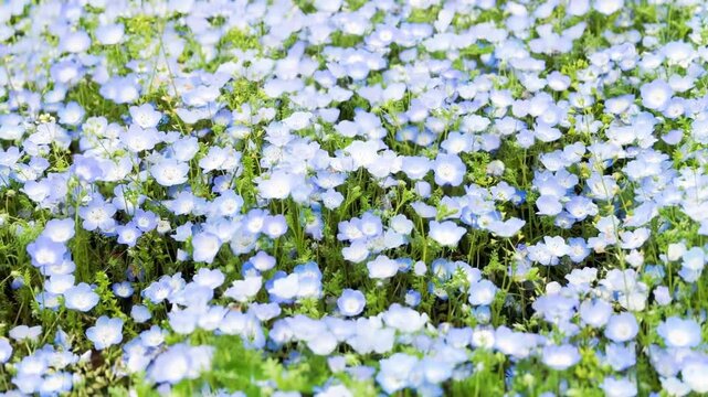 三ツ池公園 満開のネモフィラが咲く風景　パンショット