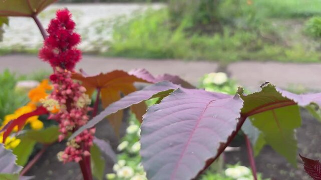Slider shot of red castor beans from seed to seed