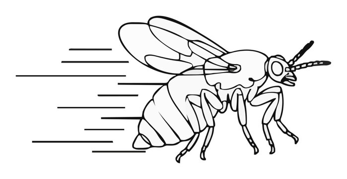 Minimalist flea insect line art macro vector illustr.... Generative AI