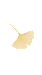 Naklejka premium Golden Ginkgo Leaf Silhouette Isolated White Background