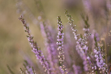 Obraz premium Heather stem with purple flowers against golden bokeh