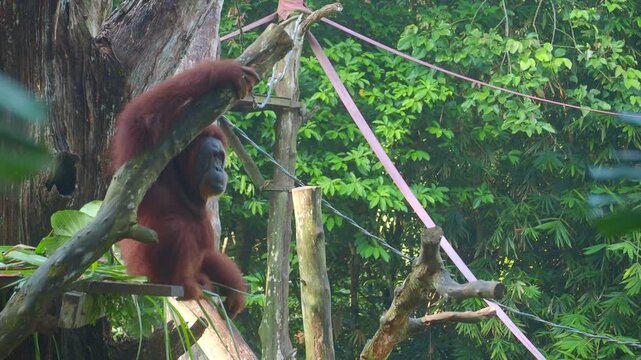 Orangutan sitting on wooden platform observing surroundings, motion clip capturing wildlife.