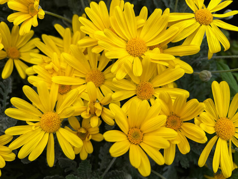 Euryops pectinatus, the grey-leaved euryops