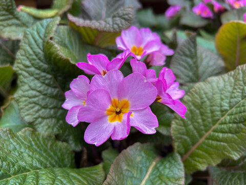 Polyanthus Stella Pink Champagne