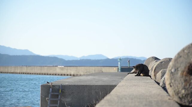 加太港でくつろぐトラ猫 （和歌山県和歌山市, 2026年1月）