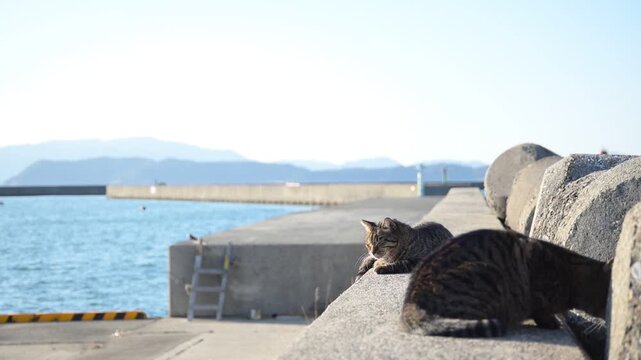 加太港でくつろぐトラ猫 （和歌山県和歌山市, 2026年1月）