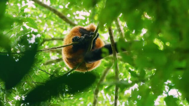 Close up of a Red ruffed lemur (Varecia rubra) in a tree. Madagascar Island.