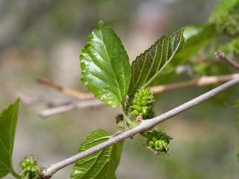 Russian Mulberry Young Leaves and Developing Fruits (Morus alba) in Spring Colorado