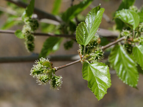 Mulberry Flowers on Branch (Morus alba) in Spring Colorado