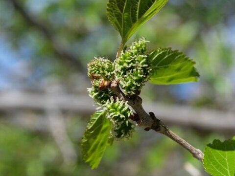 Unripe Mulberry Fruits (Morus alba) on Branch in Spring Colorado