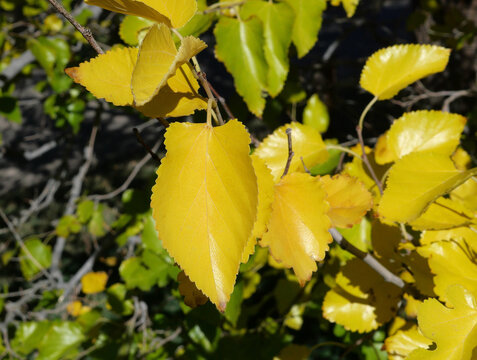 Yellow Autumn Leaves of White Mulberry (Morus alba) in Colorado
