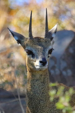 Klippspringer / Klipspringer / Oreotragus oreotragus
