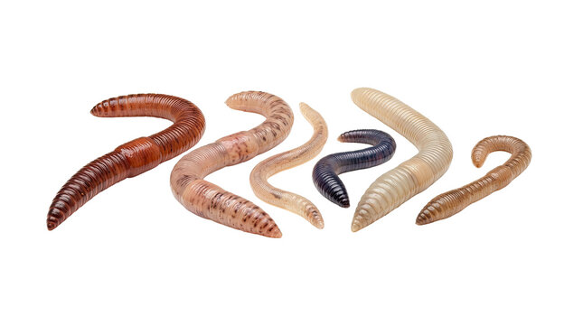Various Earthworms On White Background