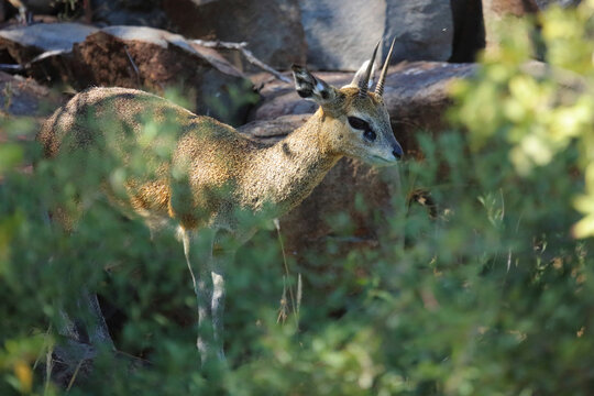 Klippspringer / Klipspringer / Oreotragus oreotragus