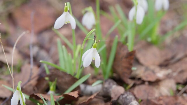 Delicate blooms emerge amidst leaves. Springtime whispers through forest floor details. Close view of snowdrops pushing through damp leaves under soft morning light