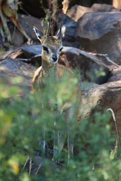 Klippspringer / Klipspringer / Oreotragus oreotragus