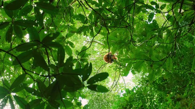 A red ruffed lemur (Varecia rubra) Sitting on a tree in Madagascar island.