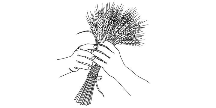 A detailed black and white line drawing of a pair of hands holding a freshly harvested wheat sheaf