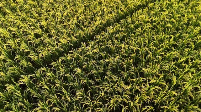 Top Down Aerial View of Lush Green Paddy Field Rows in Tropical Sunlight