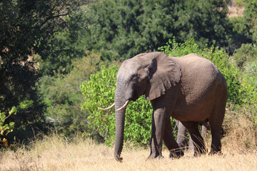 Fototapeta premium Afrikanischer Elefant / African elephant / Loxodonta africana