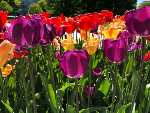 Montpelier Tulips